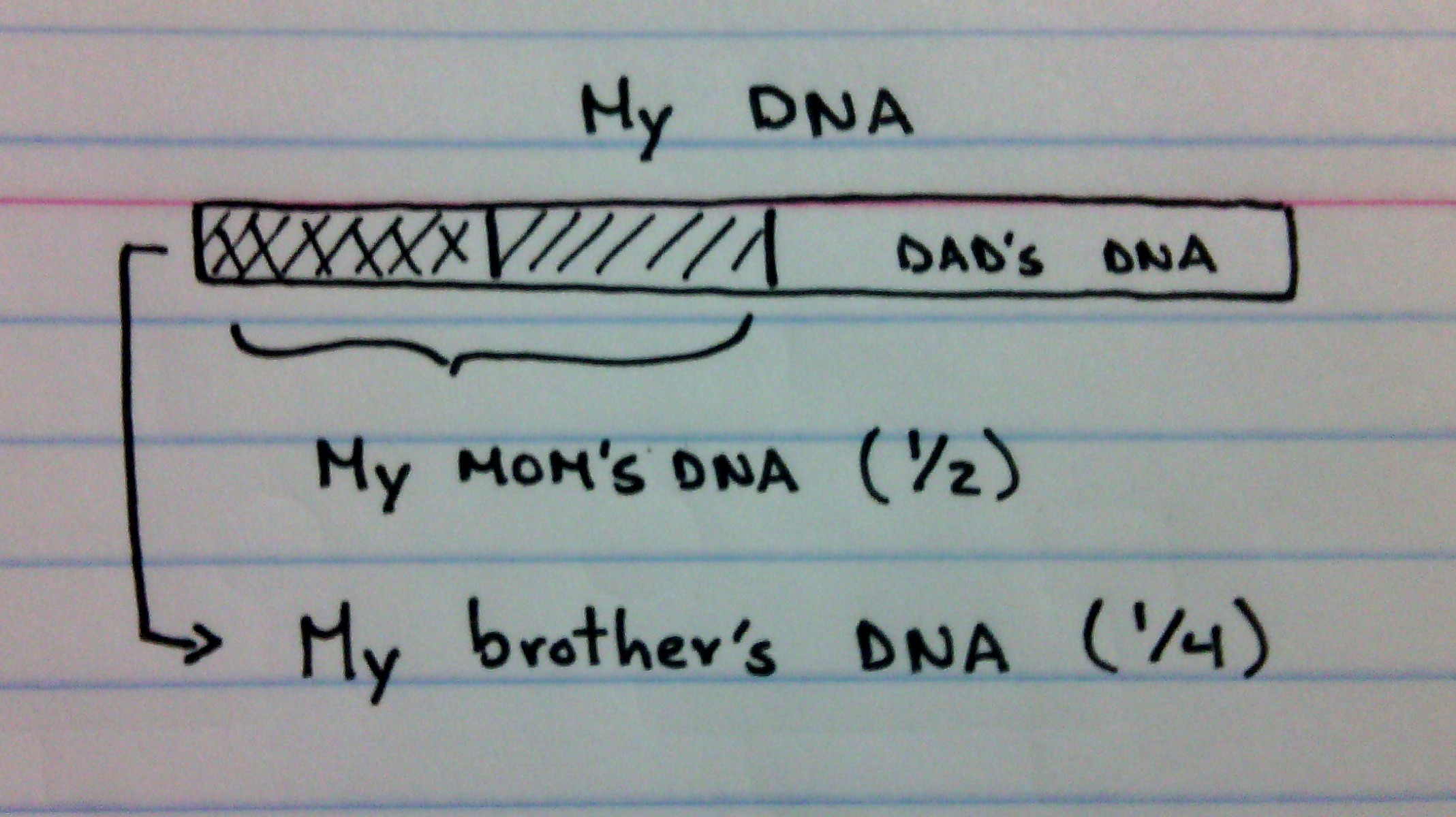 dna4